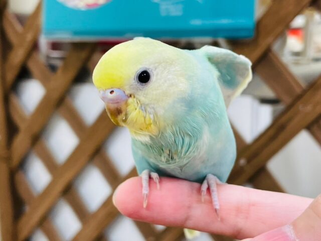 セキセイインコ