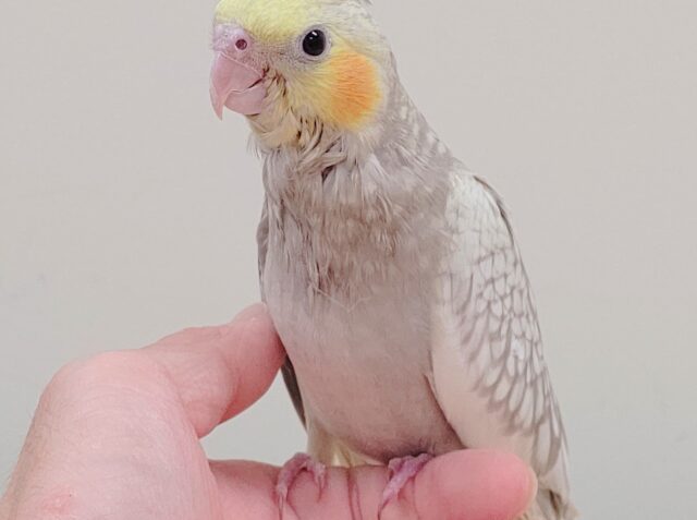 オカメインコ