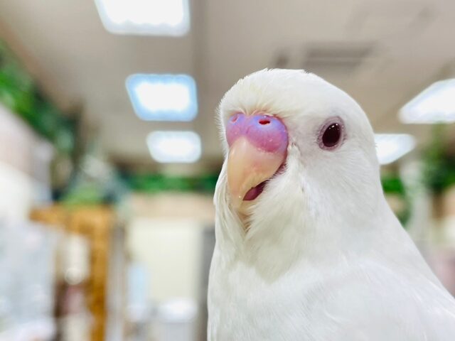 セキセイインコ