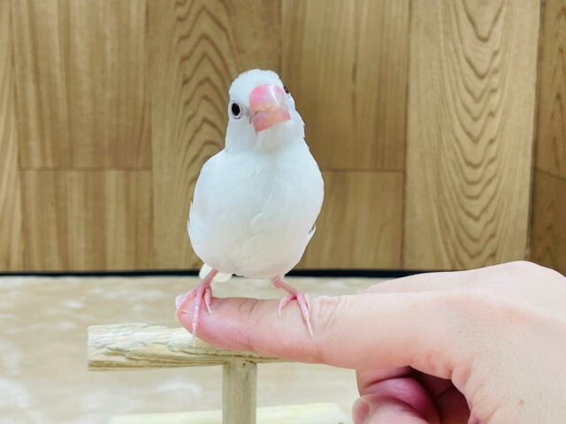 白文鳥