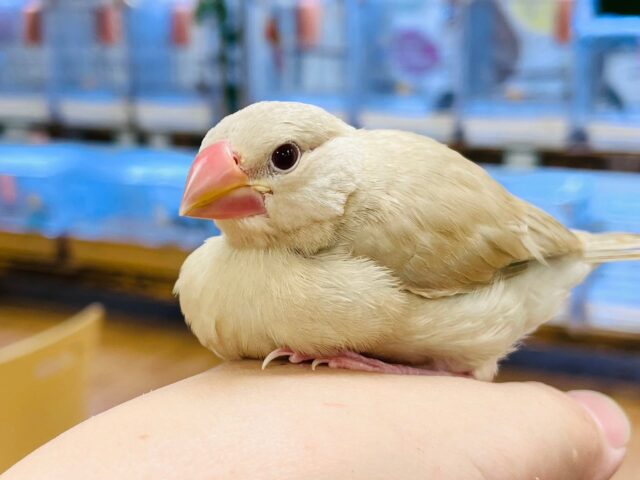 シナモン文鳥