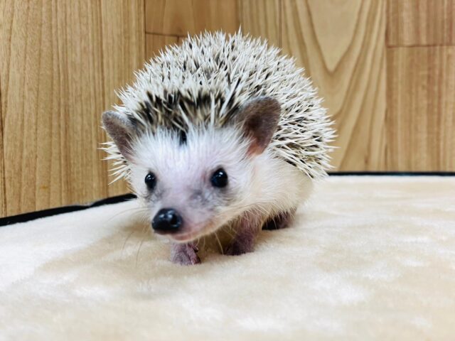 ハリネズミ（ヨツユビハリネズミ）