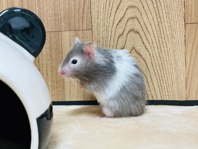 ゴールデンハムスター