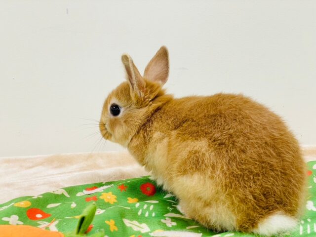 ネザーランドドワーフ