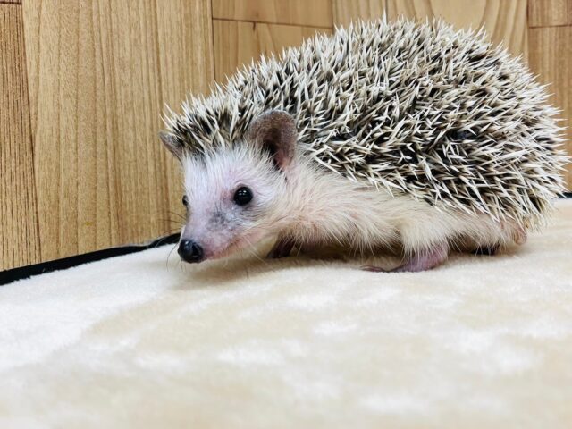 ハリネズミ（ヨツユビハリネズミ）