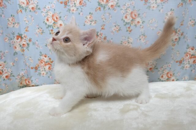 スコティッシュフォールド