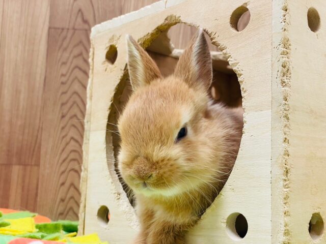 ネザーランドドワーフ