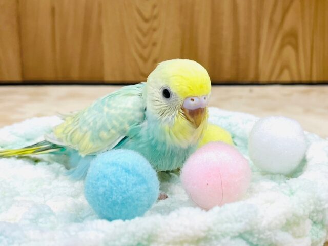 セキセイインコ