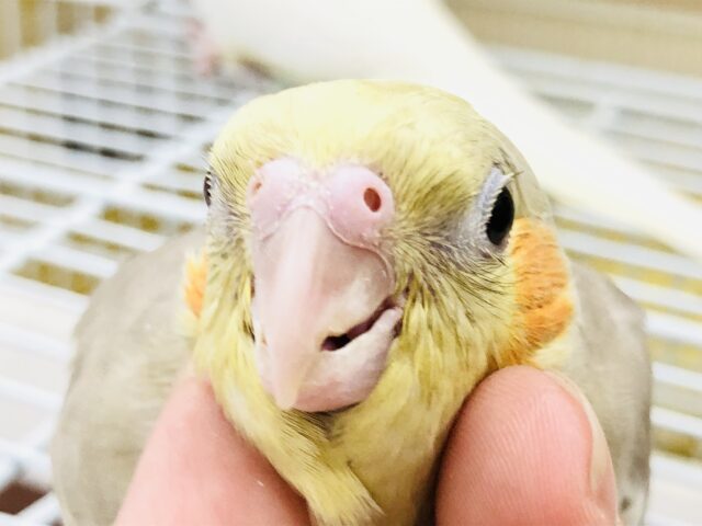 オカメインコ