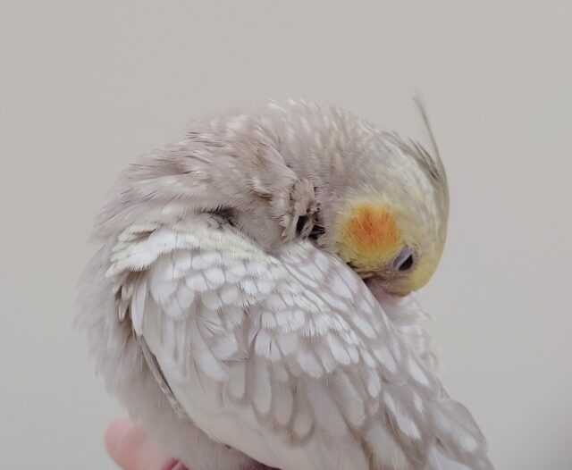 オカメインコ