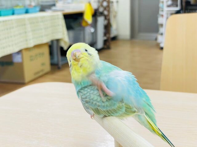 セキセイインコ
