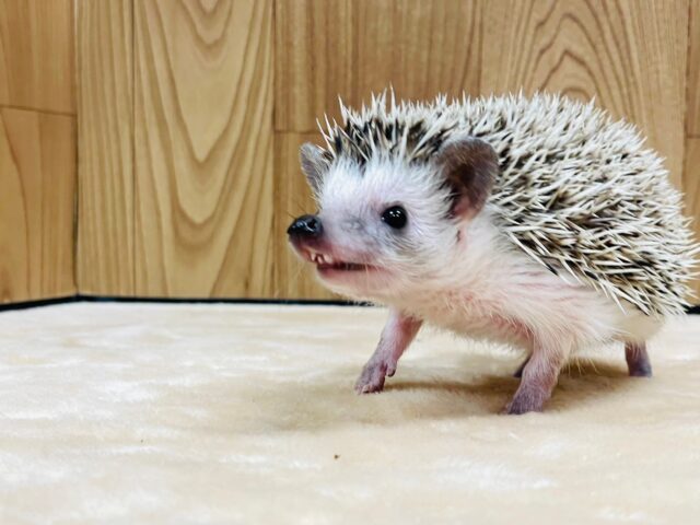 ハリネズミ（ヨツユビハリネズミ）