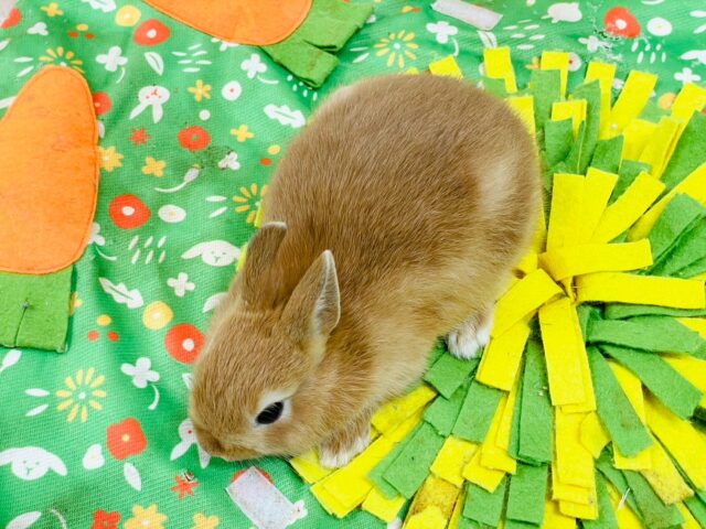 ネザーランドドワーフ