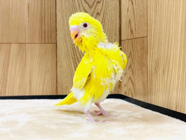 セキセイインコ
