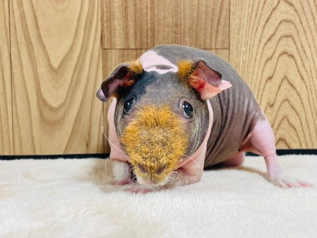 スキニーギニアピッグ
