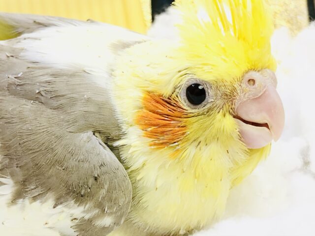 オカメインコ