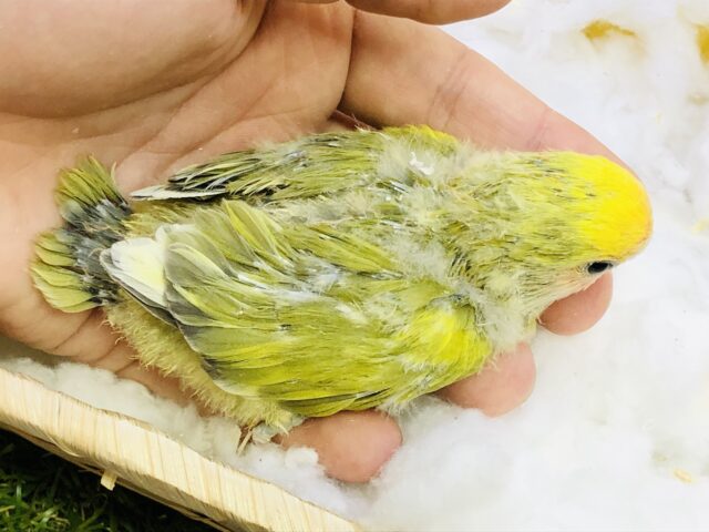 コザクラインコ（小桜インコ）