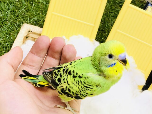 セキセイインコ