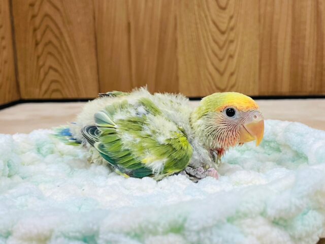 コザクラインコ（小桜インコ）