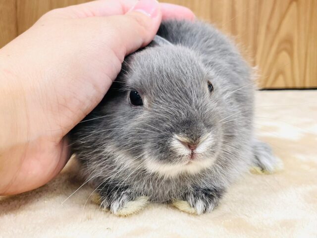 ネザーランドドワーフ