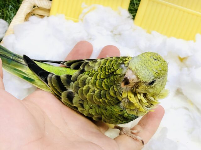 ビセイインコ（美声インコ）