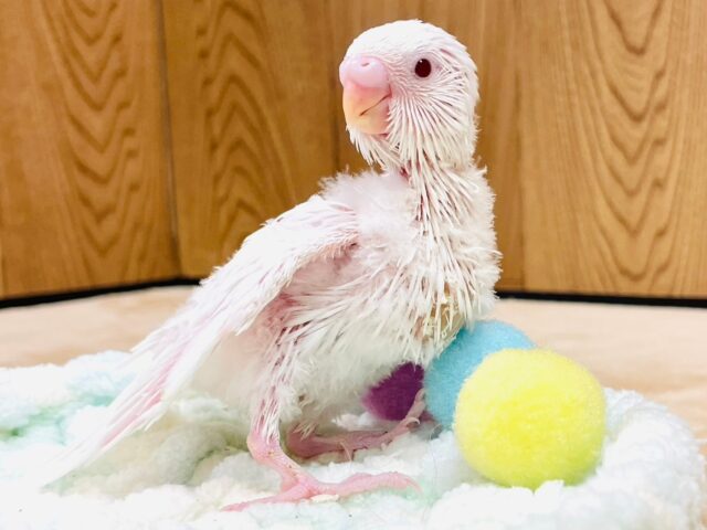 セキセイインコ