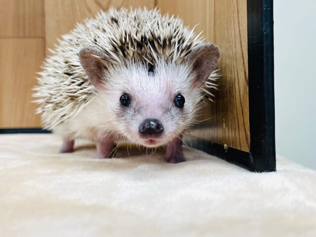 ハリネズミ（ヨツユビハリネズミ）