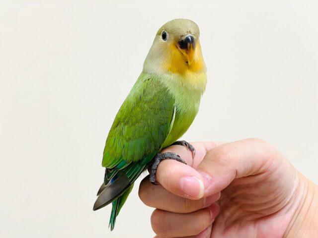 コザクラインコ（小桜インコ）