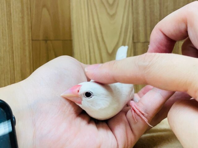 白文鳥