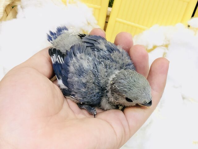 コザクラインコ（小桜インコ）
