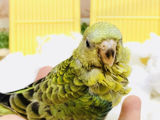 ビセイインコ（美声インコ）