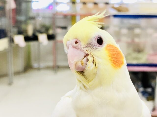 オカメインコ