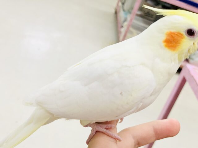 オカメインコ