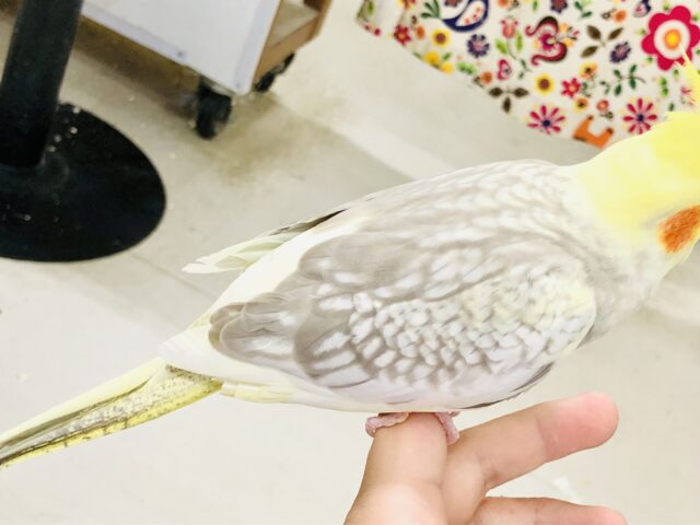 オカメインコ