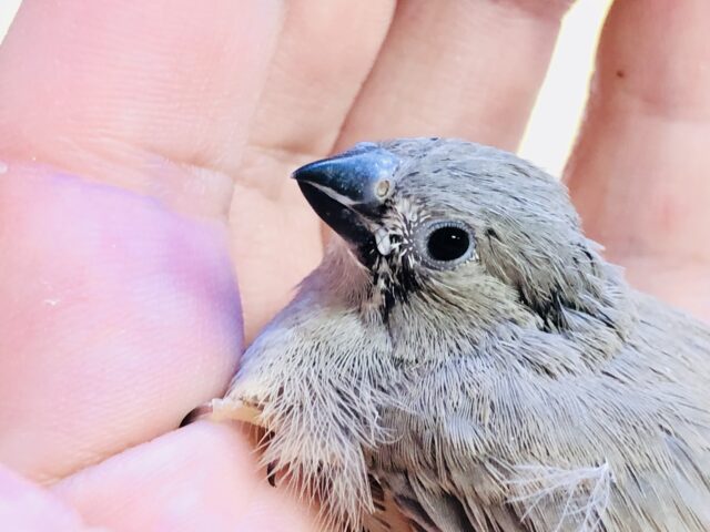 錦花鳥（キンカチョウ）