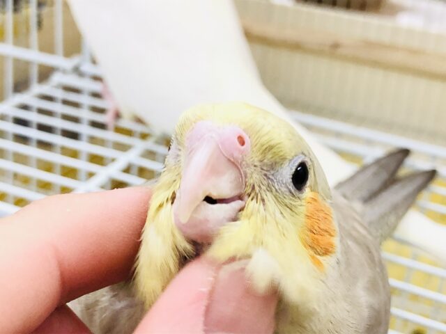 オカメインコ