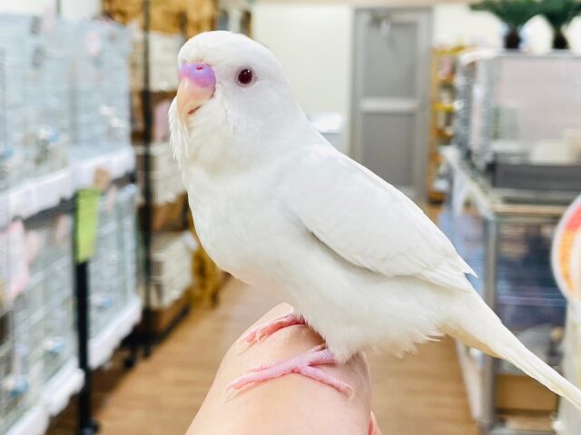 セキセイインコ