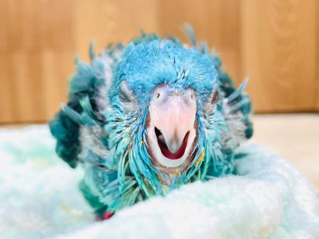 サザナミインコ
