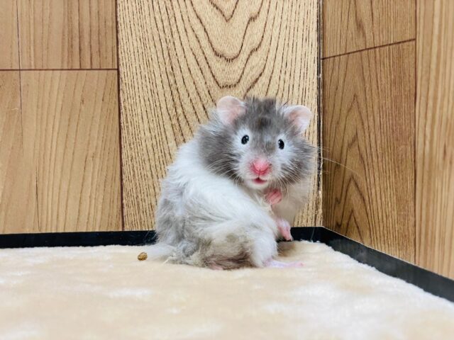 ゴールデンハムスター