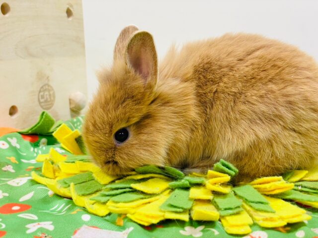 ライオンラビット