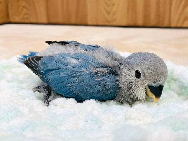 コザクラインコ（小桜インコ）