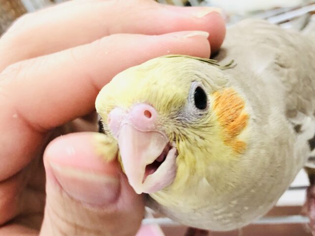 オカメインコ