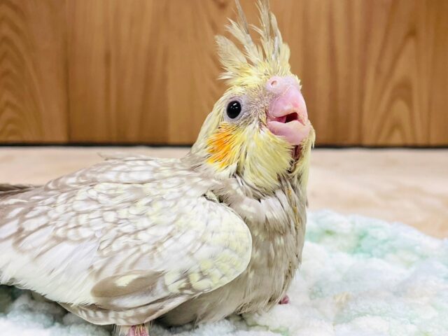 オカメインコ