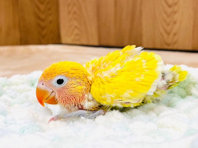 ヤマブキボタンインコ