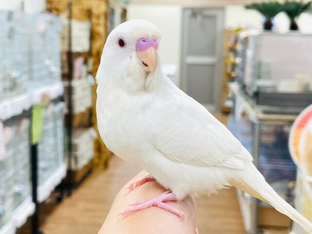 セキセイインコ