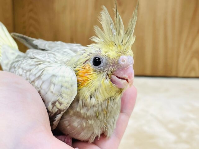 オカメインコ