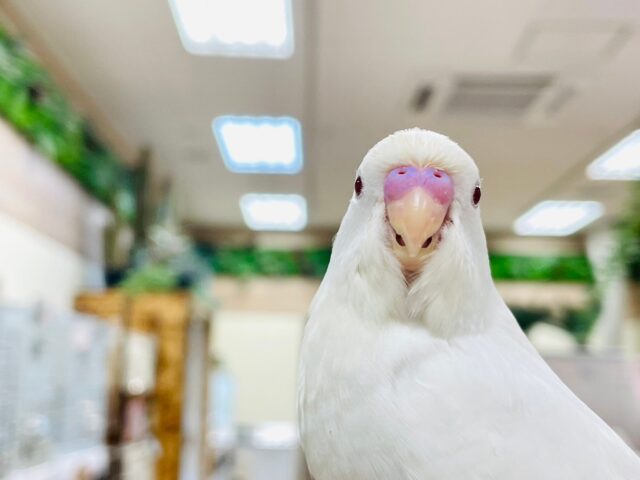 セキセイインコ
