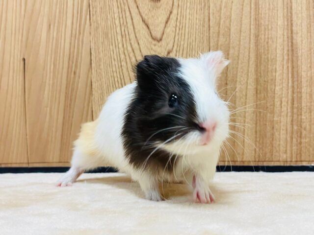 イングリッシュモルモット