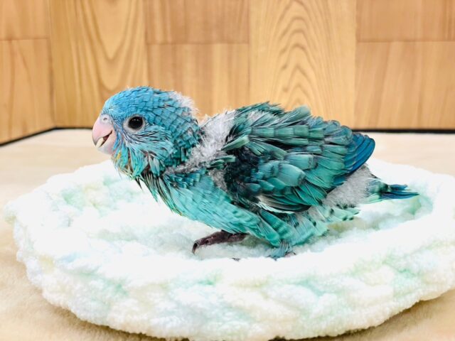 サザナミインコ