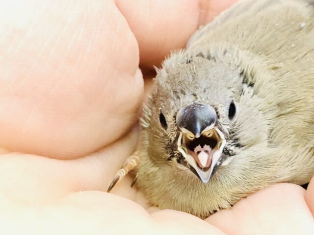 錦花鳥（キンカチョウ）